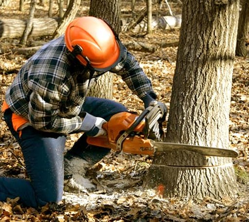 Tree Removal in Happy, KY